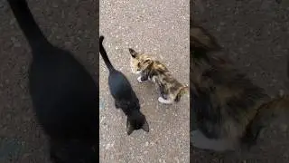 Поиграли и бросили котят на улицу,теперь они бездомные.
