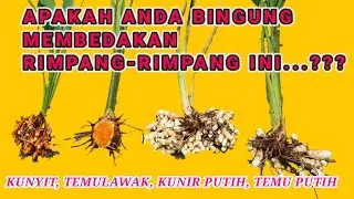 CARA MEMBEDAKAN RIMPANG | KUNYIT, TEMULAWAK, KUNIR PUTIH & TEMU PUTIH (KURKUMA)