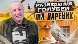 Опыт разведения голубей ФХ Вареник. Бизнес с душой.