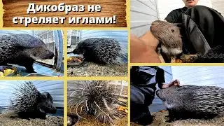 Дикобраз не стреляет иглами! Про хищников-людоедов. Porcupines: dangerous or not. Subtitles