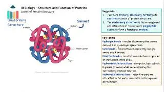 Structure and Function of Proteins [IB Biology SL/HL]