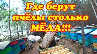 ОТБОР МАГАЗИННЫХ РАМОК У ПЧЁЛ НА ТОЧКЕ №2, РАБОТА ПЧЁЛ БАКФАСТА.