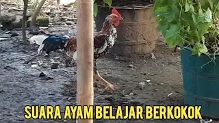 Suara Ayam Belajar Berkokok