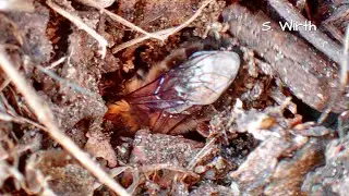 Wild bee Andrena flavipes and nesting behaviors (4K)