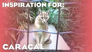 5 Real Caracal Habitats! (Planet Zoo Inspiration)