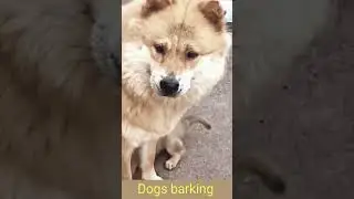 Dog 🐶 barking voice angry 😤#11kviral#shorts