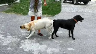 Bride for Jim. Beautiful couple of Labradors Jim and Tessa.