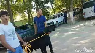 Эксперт гиссаровод из Таджикистана Ходжи Наим делает оценку овец на конкурсе в Чимкенте