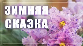 Фиалки в феврале. Что у меня цветет