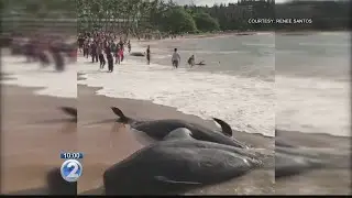 At least 5 whales dead in mass stranding on Kauai’s south shore