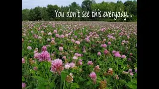 Red Clover Seed Production