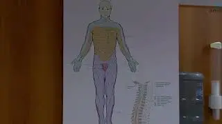 Алгоритмы работы со стопой. Кинезиология