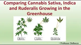 Comparing Cannabis Sativa, Indica and Ruderalis Growing in the Greenhouse