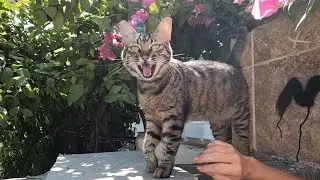 Cute tabby cat asks me to pet her with her trembling meow