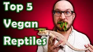 Top 5 Vegan Reptiles | Reptiles That Dont Eat Bugs or Rodents!