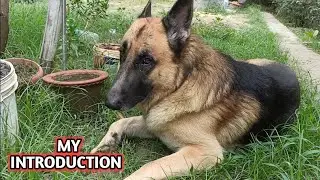 German Shepherd Dog TYSON Introduction || To be continued..!