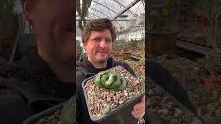 ГИГАНТСКАЯ ХАВОРТИЯ ТРУНКАТА HAWORTHIA TRUNCATA RARE SUCCULENTS CACTUS PLANTS