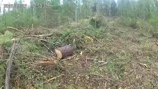 уборка третьей делянки