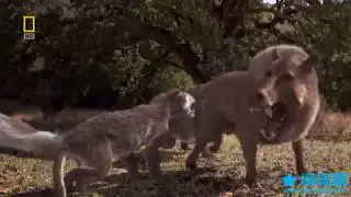 Bear Dog vs Terminator Pig (Amphicyon vs Daeodon 