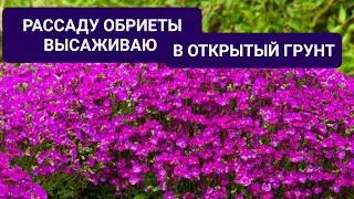 РАССАДУ ОБРИЕТЫ ВЫСАЖИВАЮ В ОТКРЫТЫЙ ГРУНТ. ВСЕ ТОНКОСТИ И НЮАНСЫ.