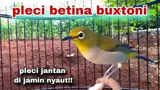 Suara Call Pleci Betina Birahi || Pleci Betina Call Cuit Cuit Perangsang Bunyi