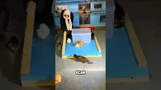 Теплый дом для котят 🐈🐈 