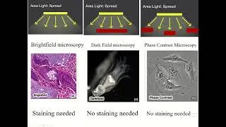 Principles of bright field, dark field & phase contrast microscopy #microscope