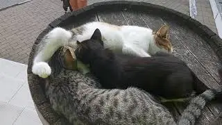 Мама кошка кормит молоком двух взрослых котиков.