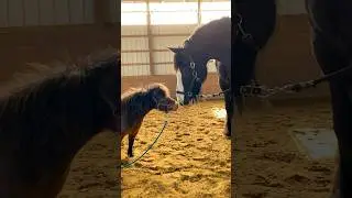 Horse Teaches A 30-Year-Old Rescue Horse How To Play l The Dodo 