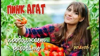 Помидор Пинк Агат радует как всегда! Советы агронома о томатах.