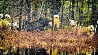 Ночное зрение по следам таежных зверей, 4 серия