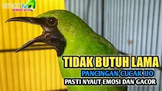 TIDAK BUTUH LAMA, pancingan CUCAK IJO pasti emosi Langsung GACOR