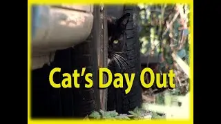 Cat's day out