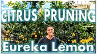 Eureka Lemon Pruning Tips by IV Organic 3-in-1 Plant Guard