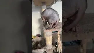 Сколько раз может рожать кошка