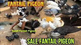 Fantail pigeon | 7008172702 | Sale fantail pigeon | Small fantail pigeon Sale | all India vlog siraj