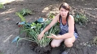 Transplanting and Dividing Hostas