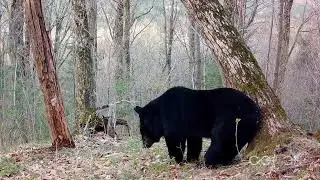 Про медведей