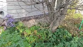 Занимаюсь дворовыми делами  Они сами просят о них обязательно рассказать