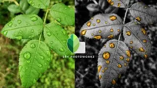 Golden tone | leaf photo editing | Nature photo editing | snapseed editing tutorial