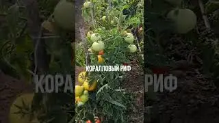 Лучшие урожайные крупноплодные томаты для открытого грунта.