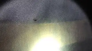 Live Bed Bugs Found During A Treatment