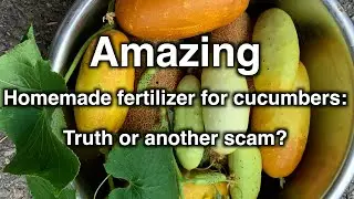 Amazing homemade fertilizer for cucumbers: truth or another scam?