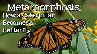 Metamorphosis: Caterpillar to Butterfly for Children - FreeSchool