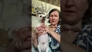 Закупила для чиха Арчи гастроеду