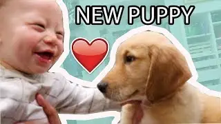 Baby's Reaction  to New Puppy! 😍