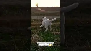 O'zbek alabaylari🐕‍🦺🇺🇿