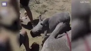 Protective baby rhino charges at vets as they treat mother's foot