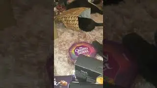 Kali playing with Christmas Wrapping