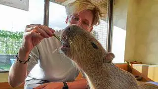 The Greatest Capybara Cafe in Tokyo